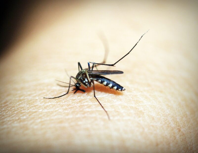 Malaria, czyli poważna choroba
