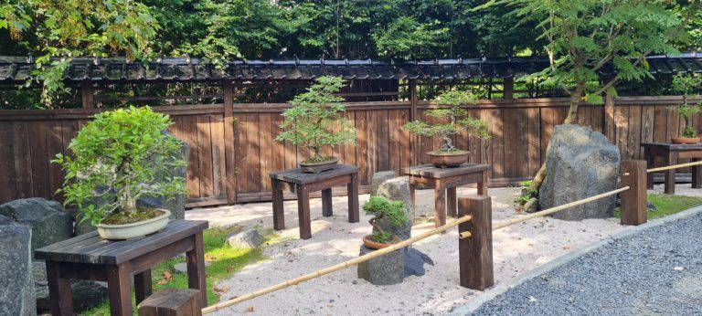 Bonsai – sztuka zaklęta w drzewku