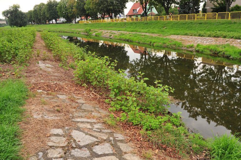 Miasto zadba o brzegi Bystrzycy