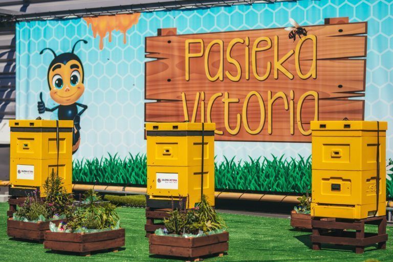 Pszczoły zadomowiły się na dachu centrum handlowego Galeria Victoria